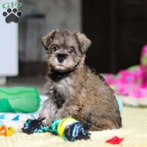 Josie, Miniature Schnauzer Puppy